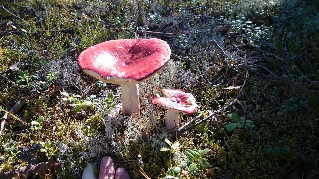 Vakantiehuis Lillstugan I Sverige Villa Gustavsstrom Kültér fotó